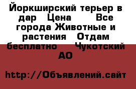 Йоркширский терьер в дар › Цена ­ 1 - Все города Животные и растения » Отдам бесплатно   . Чукотский АО